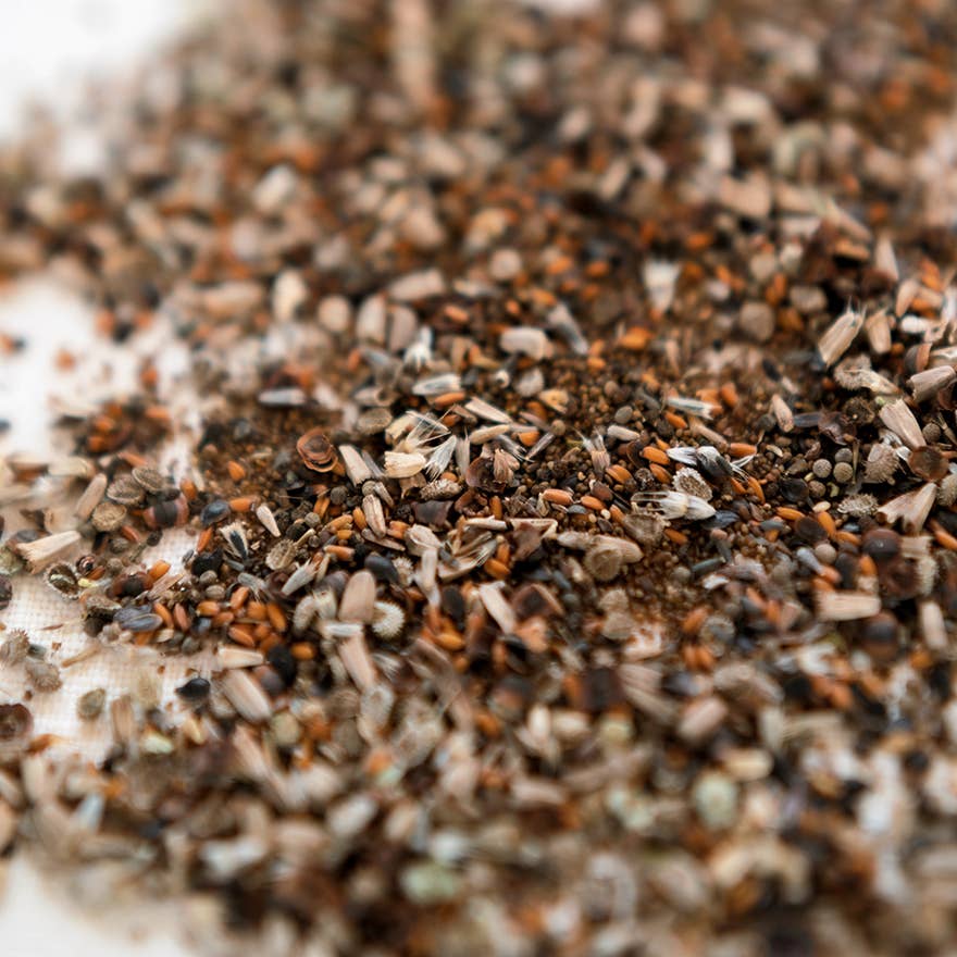 Valentine's Day Pollinator Wildflower Seed Blend