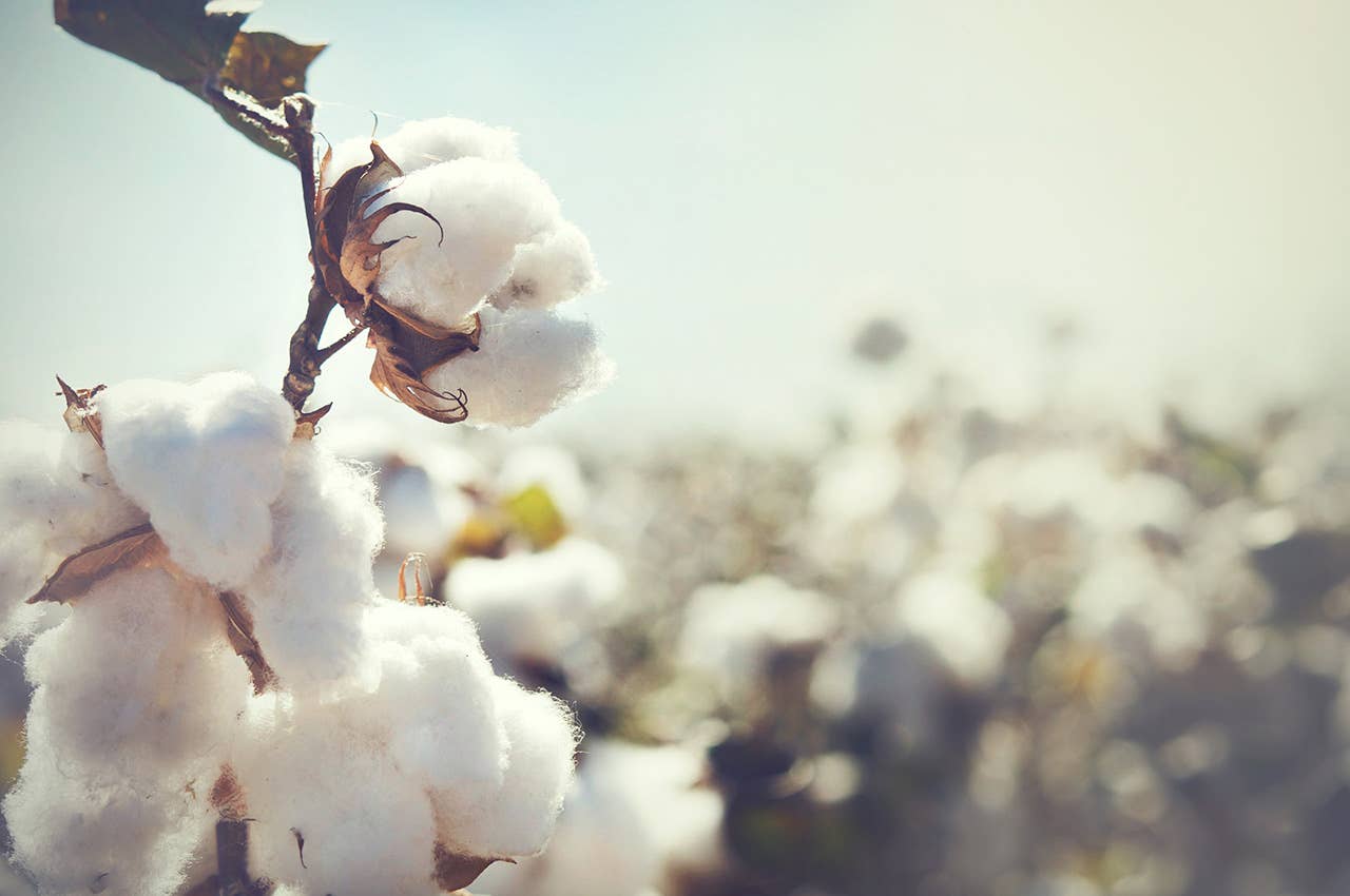 Cotton Blossom