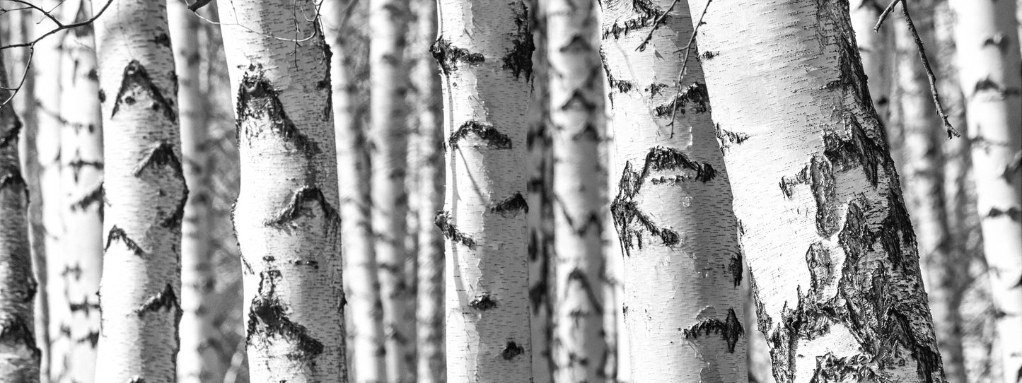 Silver Birch